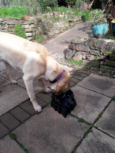 Customer photo review of Fenrir Apex Dog Food