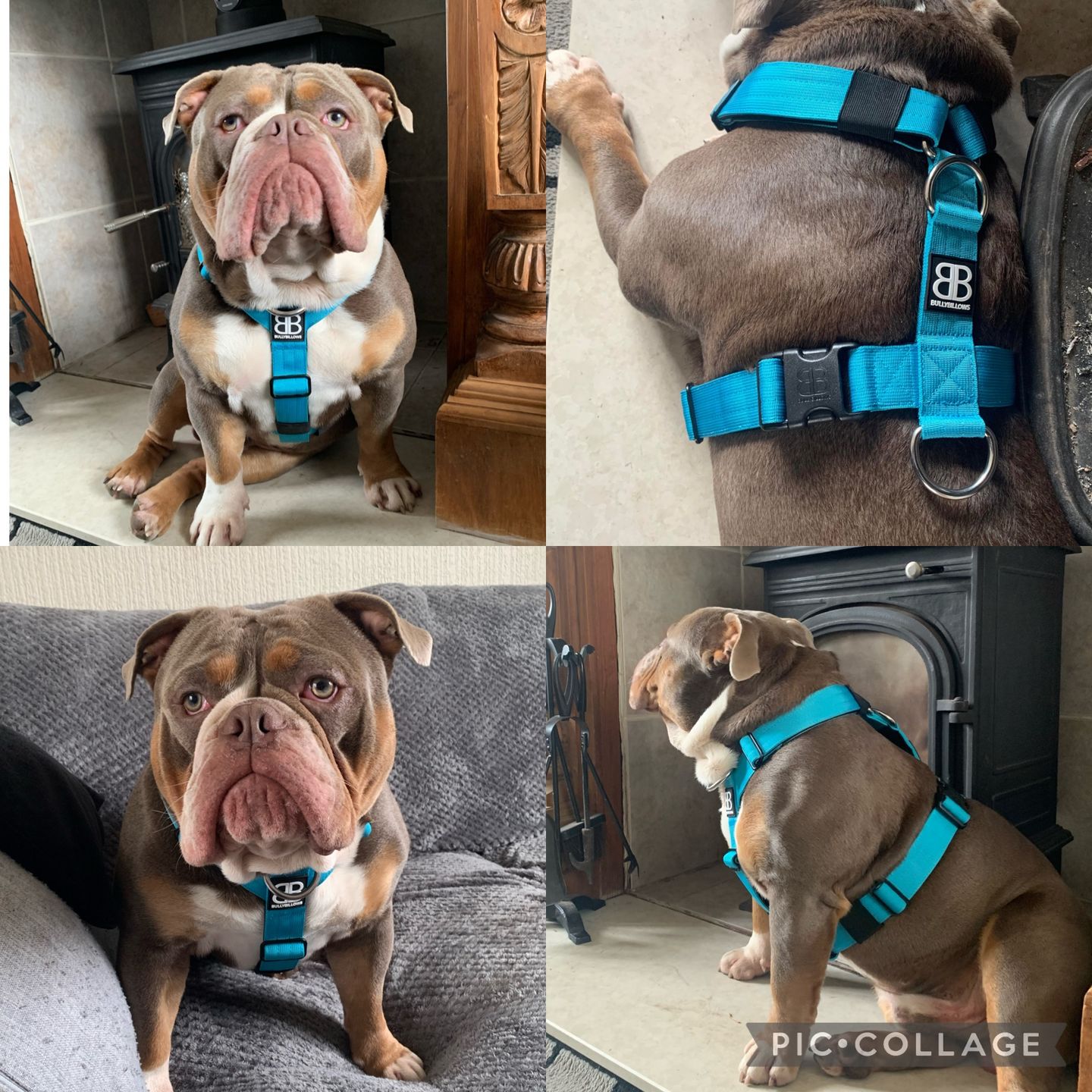 Customer photo review of TRI-Harness® | Anti-Pull, Adjustable & Durable - Dog Trainers Choice -  Light Blue v2.0