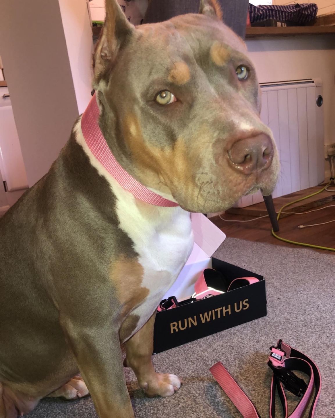 Customer photo review of 5cm Nylon Dog Collar - Pink v2.0