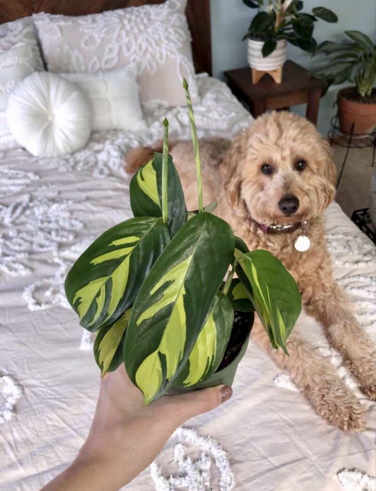 Customer photo review of 4" Ctenanthe lubbersiana