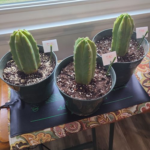 Customer photo review of San Pedro Cactus | Echinopsis pachanoi