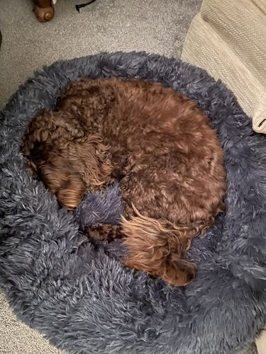 Customer photo review of Bamboo Pet Calming Bed