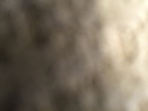 Customer photo review of Lactobacillus Reuteri NCIMB 30242 | Microbiome Plus+