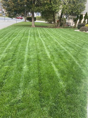 Customer photo review of Cool Season Lawn Care Guide