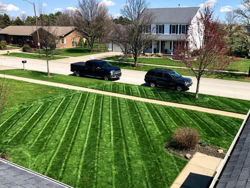 Customer photo review of GCI Turf Type Tall fescue Grass Seed