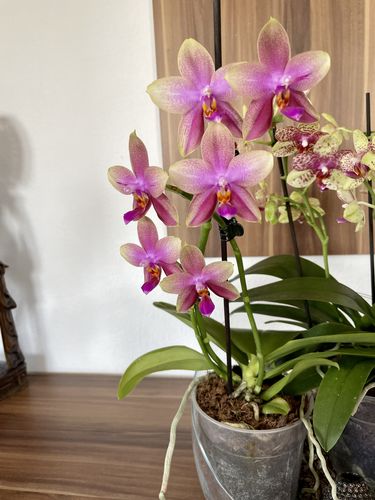 Customer photo review of Duftorchidee Liodoro mit knallrosa Blüten