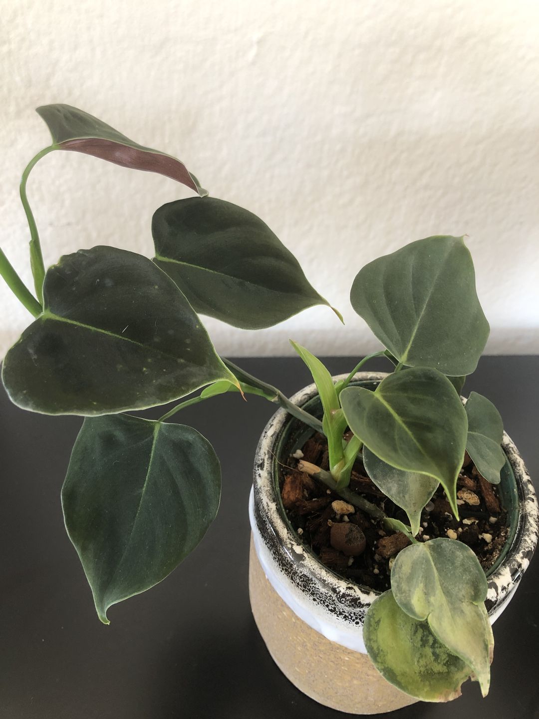 Customer photo review of 3" Philodendron lupinum