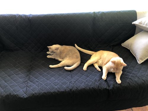 Customer photo review of Pets Waterproof Sofa Cover - 50% Off Today Only