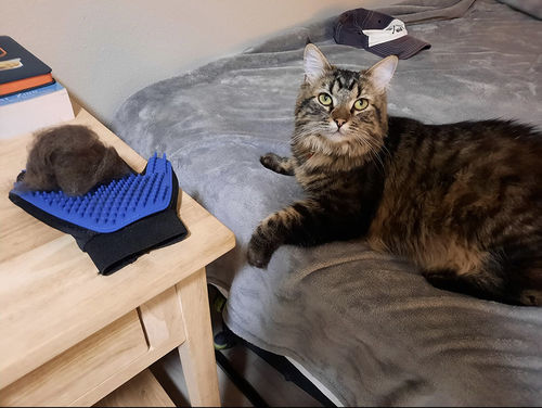 Customer photo review of Pet DeShedding Glove