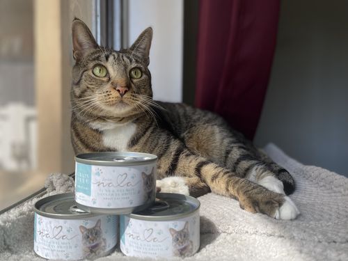 Customer photo review of Tuna & Salmon Recipe Flaked Dinner In Broth Adult Cat Food, 2.8-oz, Case of 12
