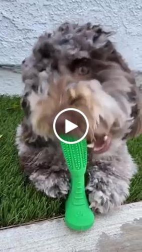 Customer video review of World's Most Effective Dog Toothbrush