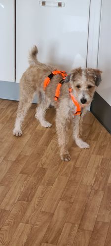 Customer photo review of PREMIUM Sicherheitsgeschirr gepolstert, Panikgeschirr