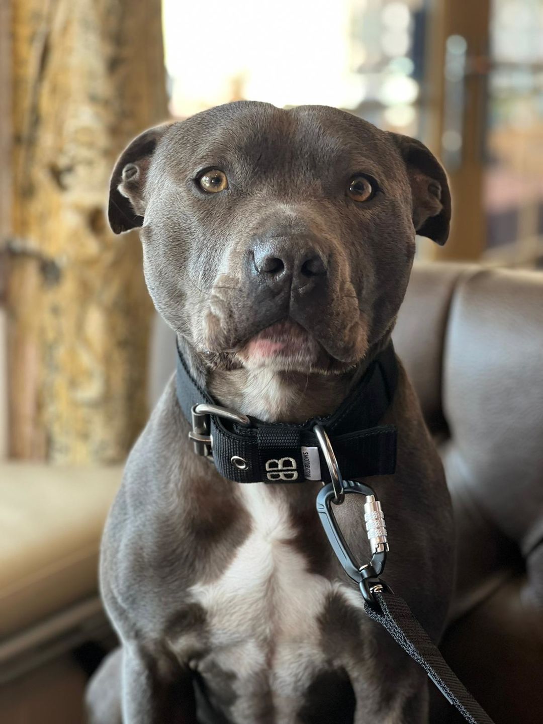 Customer photo review of 4cm Nylon Dog Collar - Black v2.0
