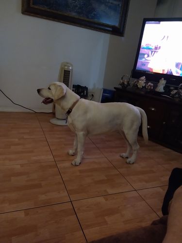 Customer photo review of Salmon Omega Soft Chew Bites for Dogs - 120 Count