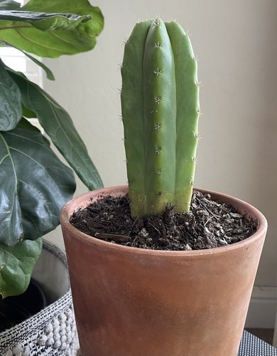 Customer photo review of San Pedro Cactus | Echinopsis pachanoi