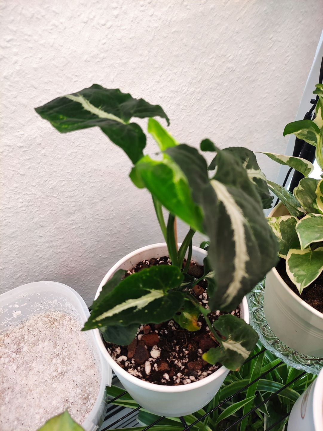 Customer photo review of SYNGONIUM WENDLANDII