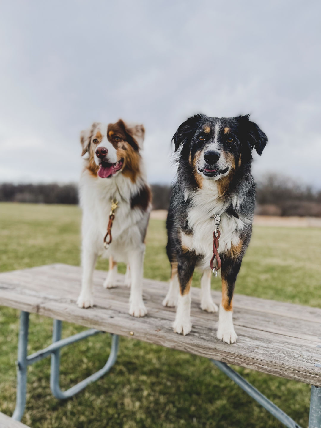 Customer photo review of Denali Training Tab