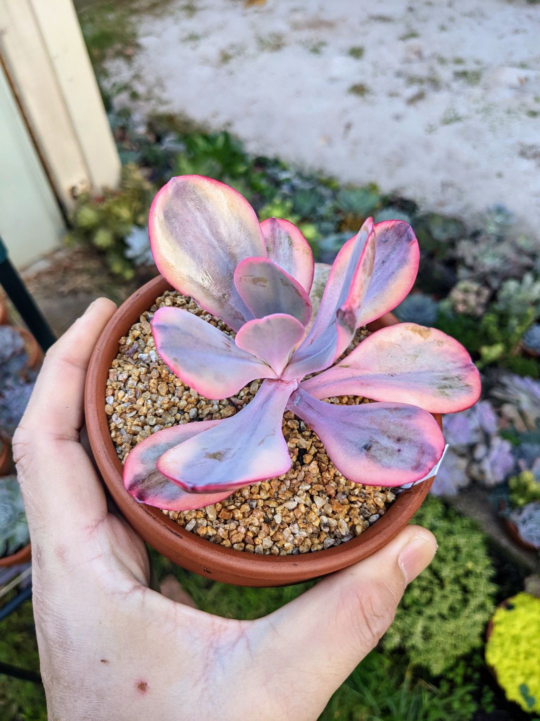 Customer photo review of Echeveria Angel Wings Variegated