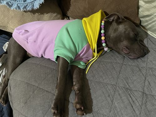 Customer photo review of Purple Turquoise Yellow Color Block Dog Hoodie (Matching) XL