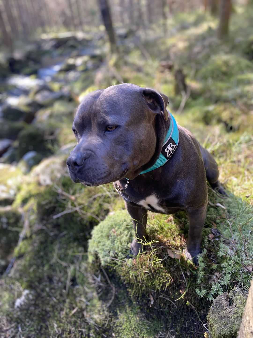 Customer photo review of 5cm RR Collar | Soft Padded & Reflective | Series 2 - Turquoise