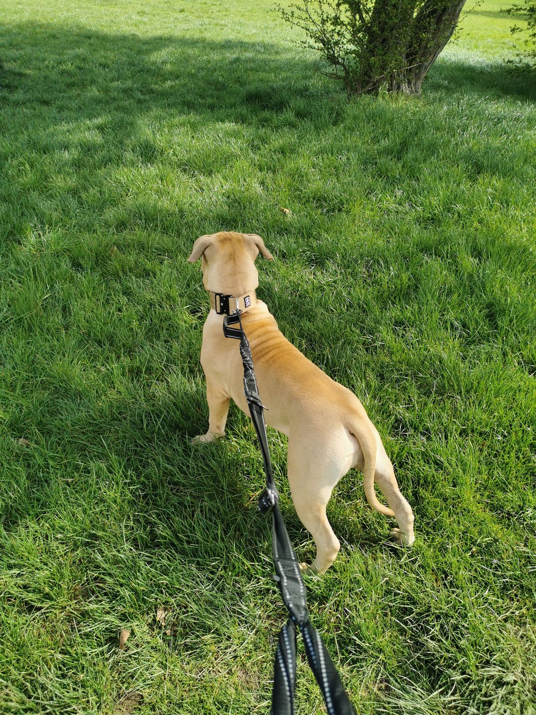 Customer photo review of 5cm Combat® Collar | Rated Clip - NO HANDLE - Military Tan v2.0