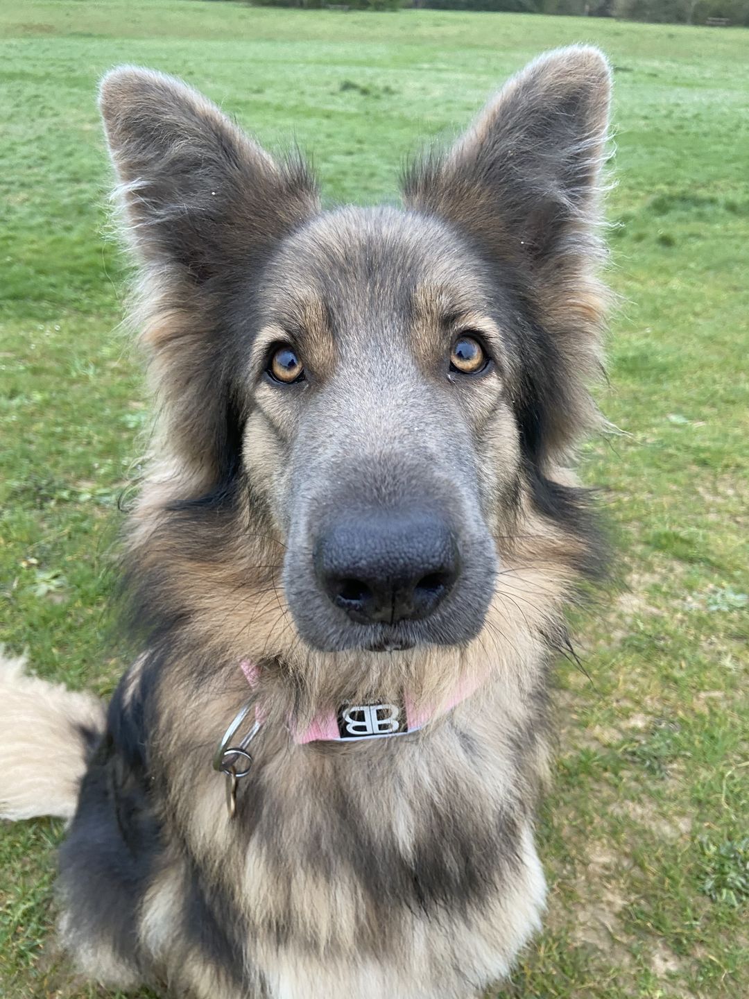 Customer photo review of 5cm RR Collar | Soft Padded & Reflective | Series 2 - Pink