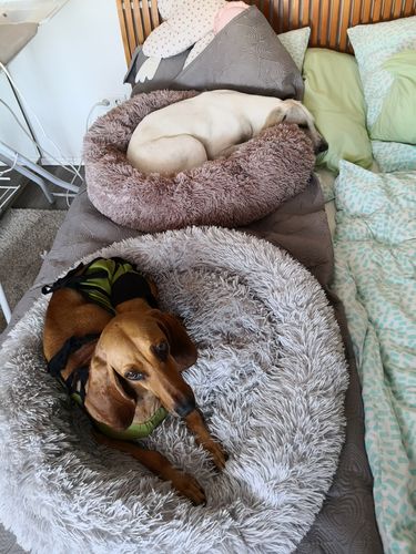 Customer photo review of Hundebett rund Wuscheldonut