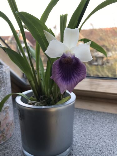 Customer photo review of Cochleanthes mit 1-2 blauen Blüten