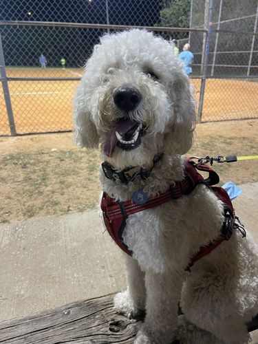 Customer photo review of Blue