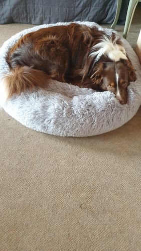 Customer photo review of Puppery Kuschelbett - Das Original