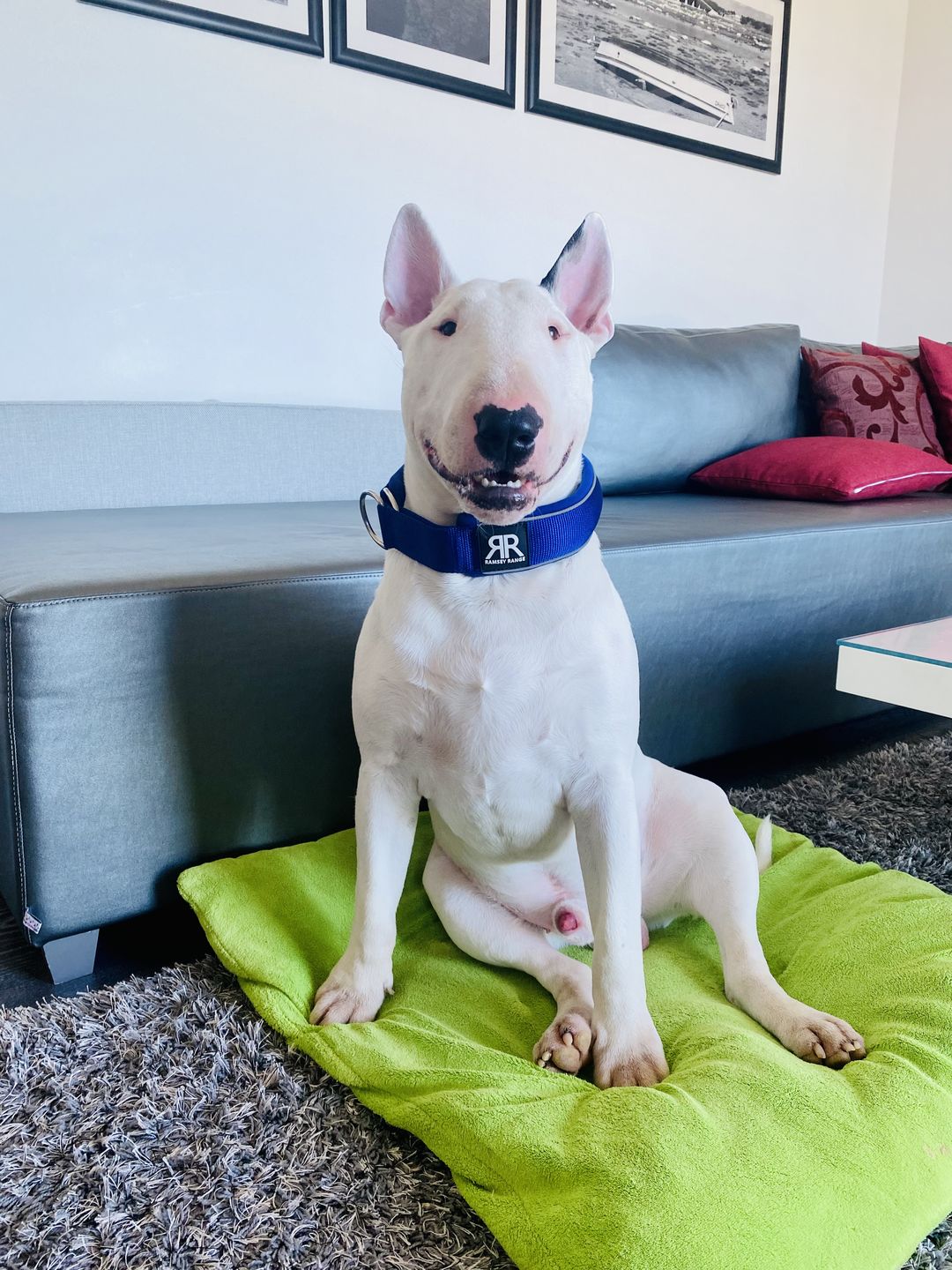 Customer photo review of 5cm RR Collar | Soft Padded & Reflective | Series 2 - Blue