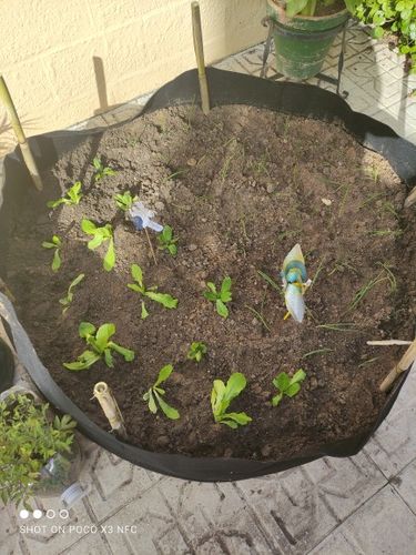 Customer photo review of Bac à Potager Rond - Plate-Bande Surélevée En Tissu