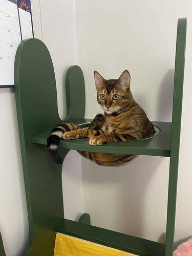 Customer photo review of ZEZE Cactus Cat Tree