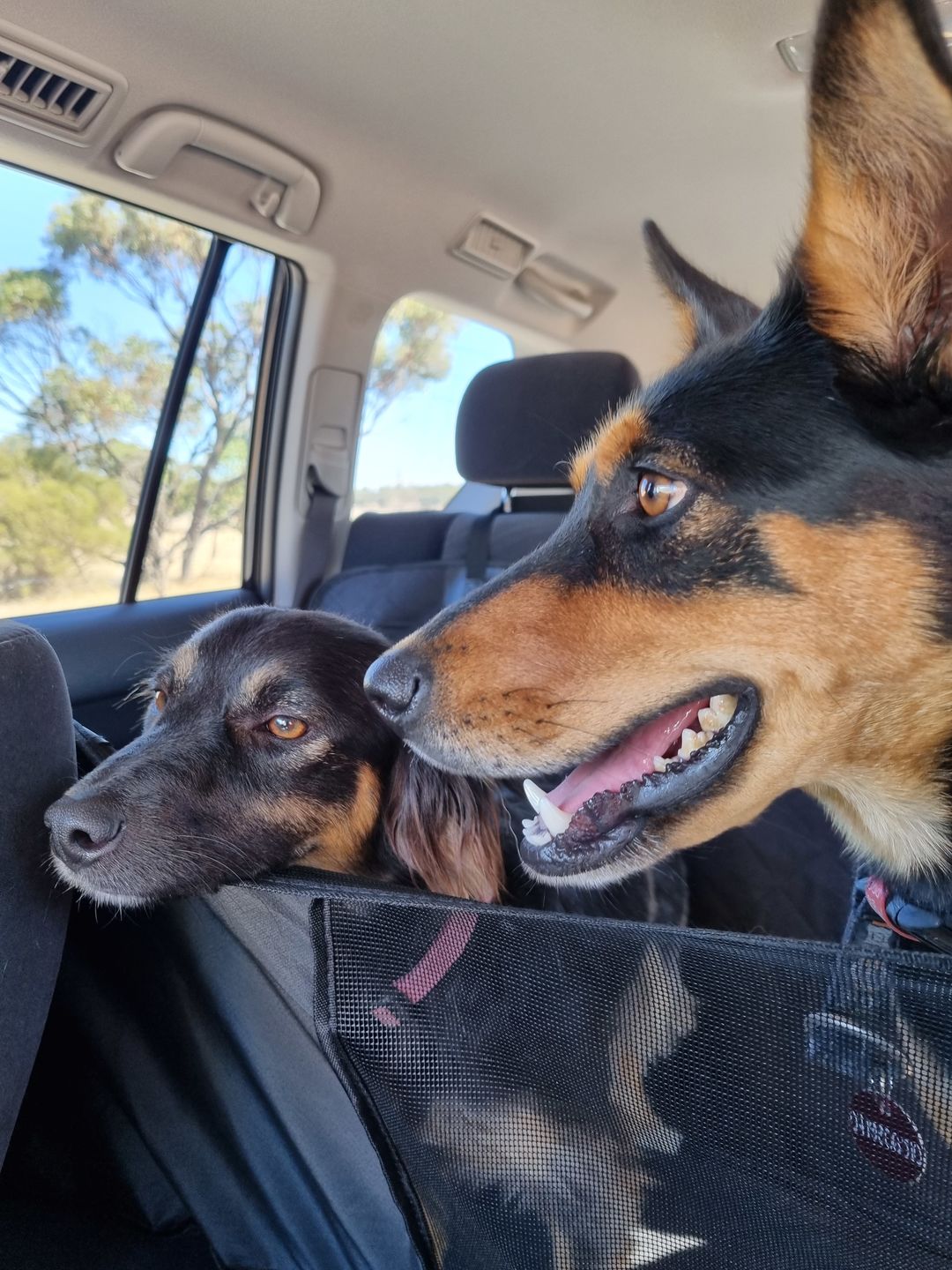 Customer photo review of Waterproof Pet Car Seat Cover With Mesh Window + Free Buckle Leash