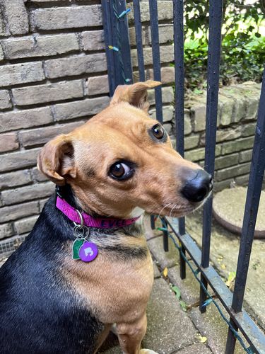 Customer photo review of Purple