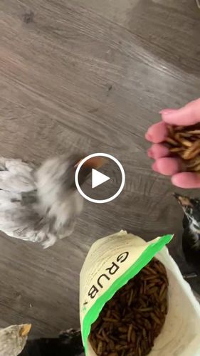 Customer video review of GrubTerra Dried Black Soldier Fly Larvae