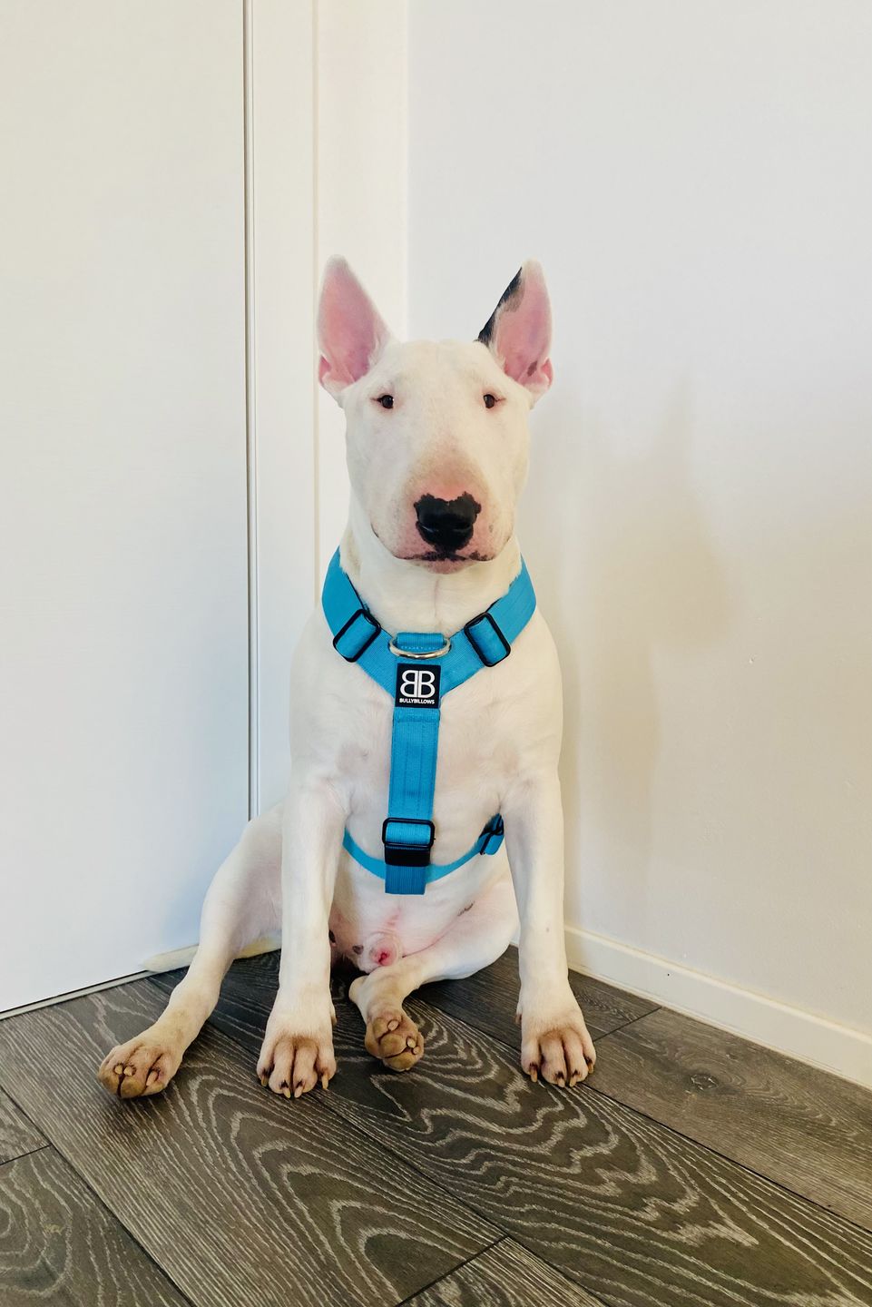 Customer photo review of TRI-Harness® | Anti-Pull, Adjustable & Durable - Dog Trainers Choice -  Light Blue v2.0