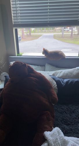 Customer photo review of SKOGGY BEAR