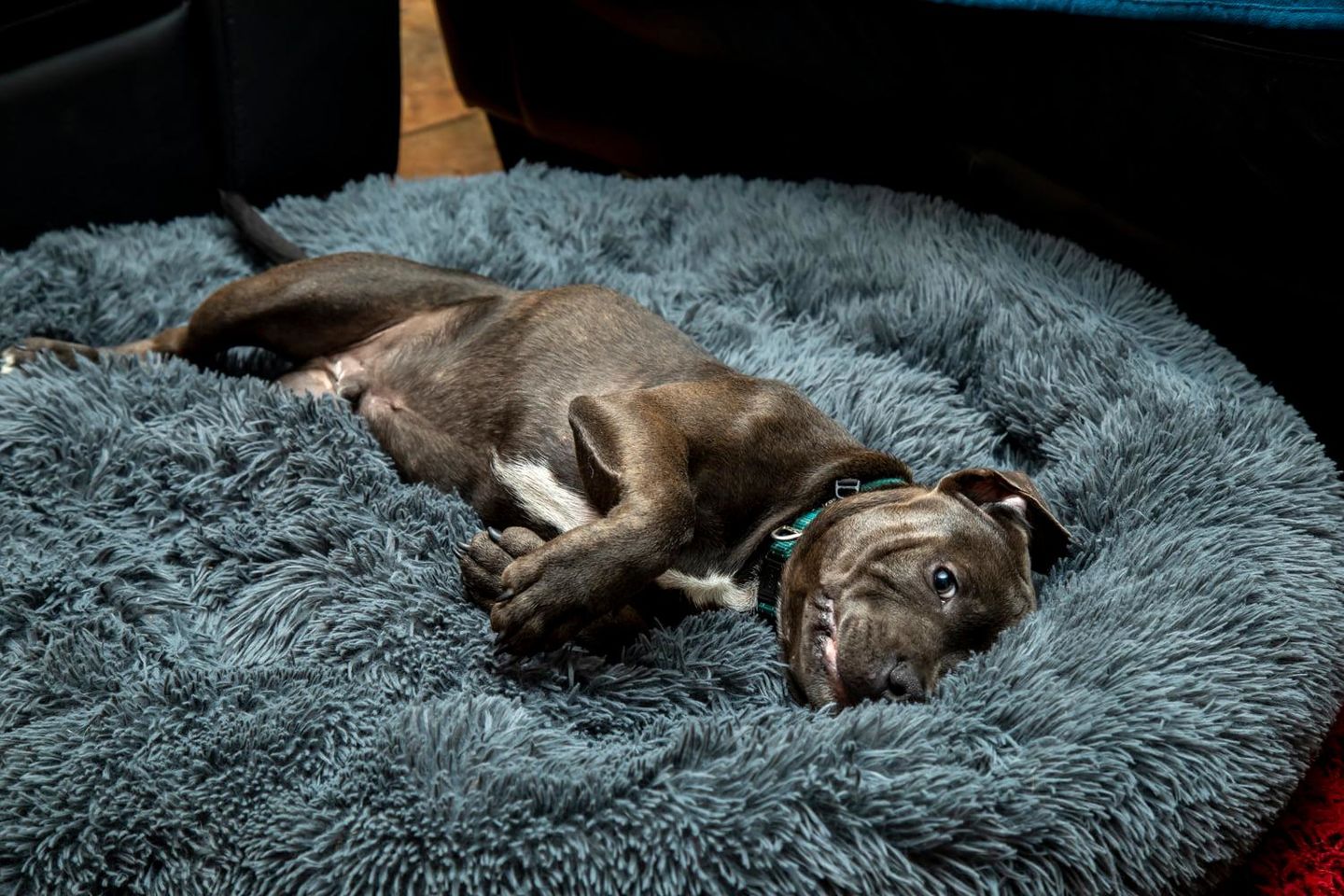 Customer photo review of Super Soft Calming Dog Beds