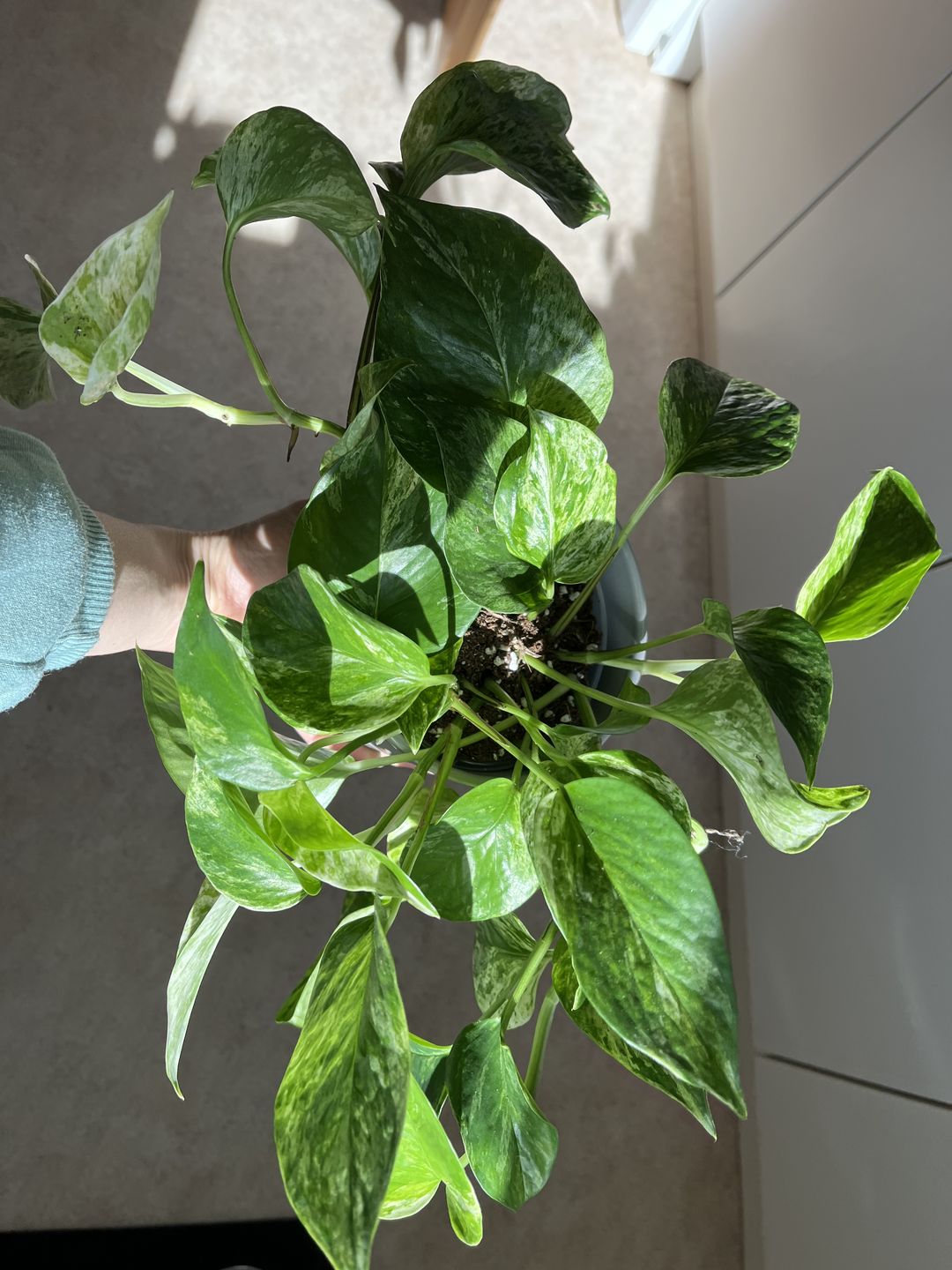 Customer photo review of EPIPREMNUM MARBLE QUEEN