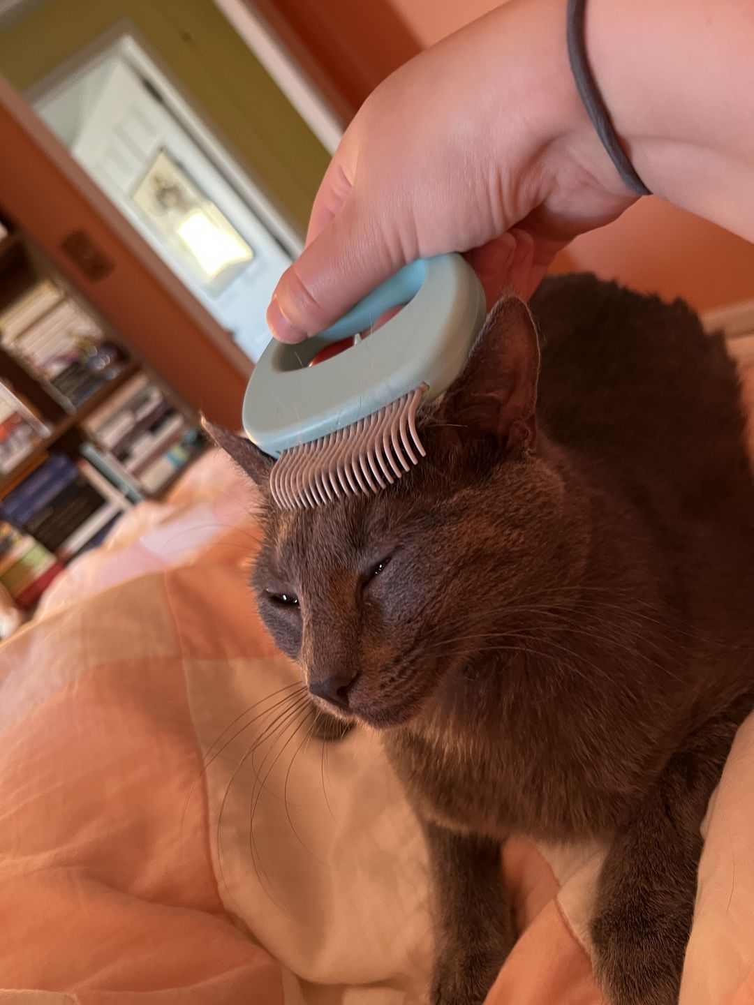 Customer photo review of Cat Hair Removal Massaging Shell Comb