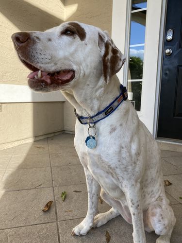 Customer photo review of Paw & Bones