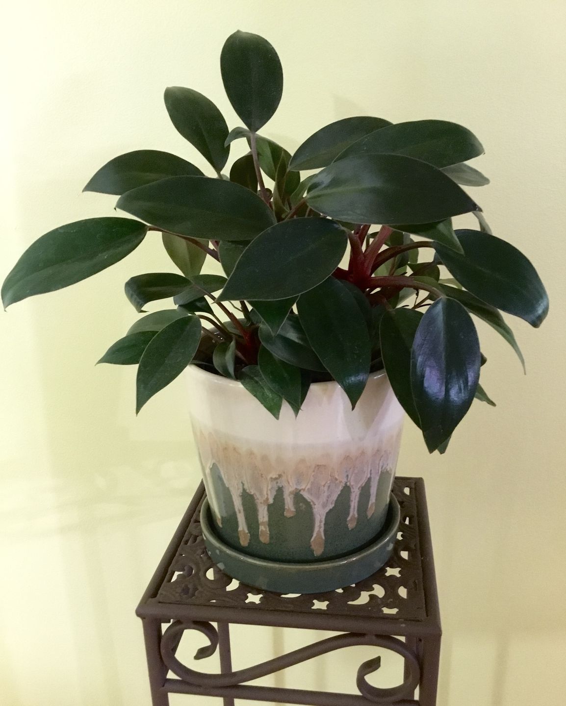 Customer photo review of 4" Philodendron 'Red Congo Mini'
