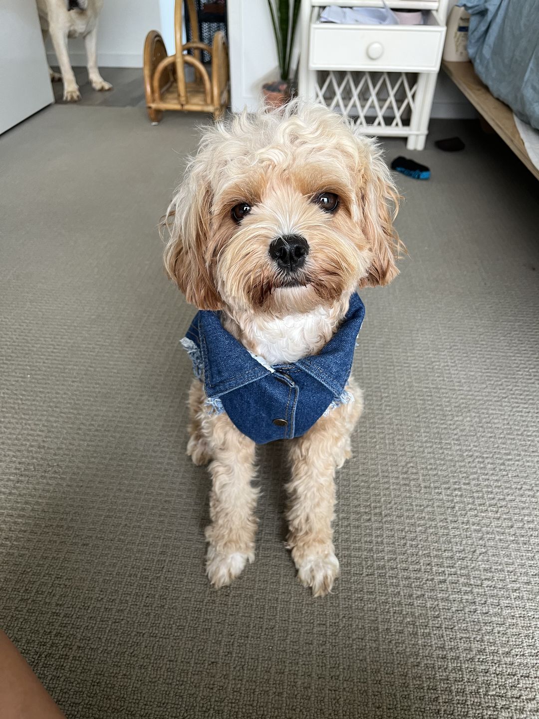 Customer photo review of Denim Dog Vest Raw Blue - Unpatched