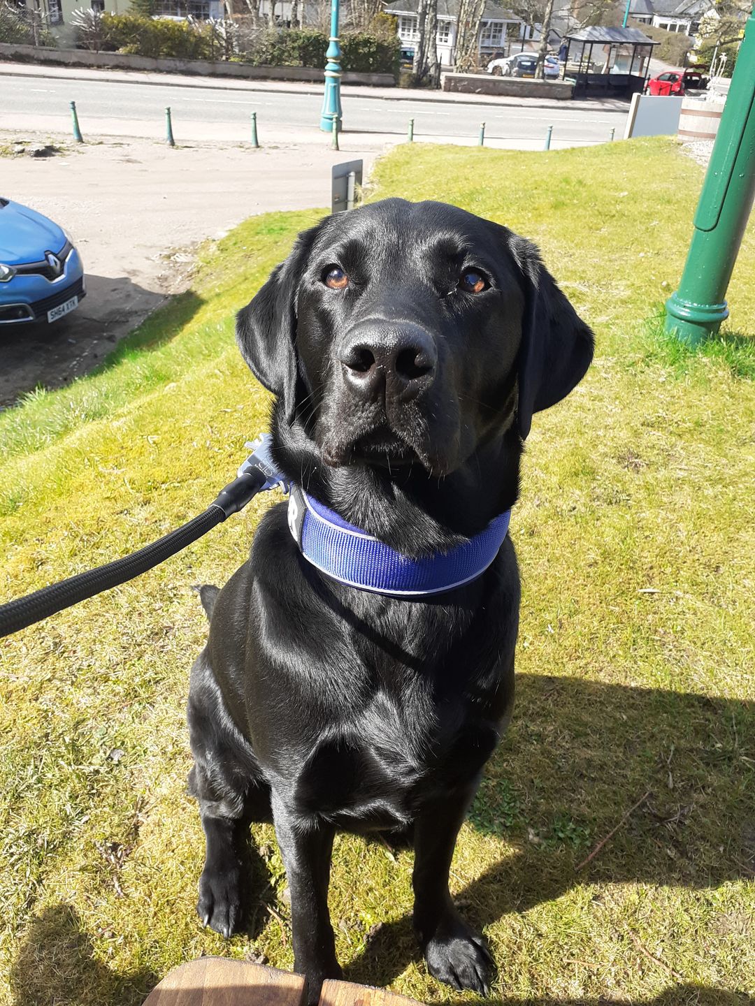 Customer photo review of 5cm RR Collar | Soft Padded & Reflective | Series 2 - Blue