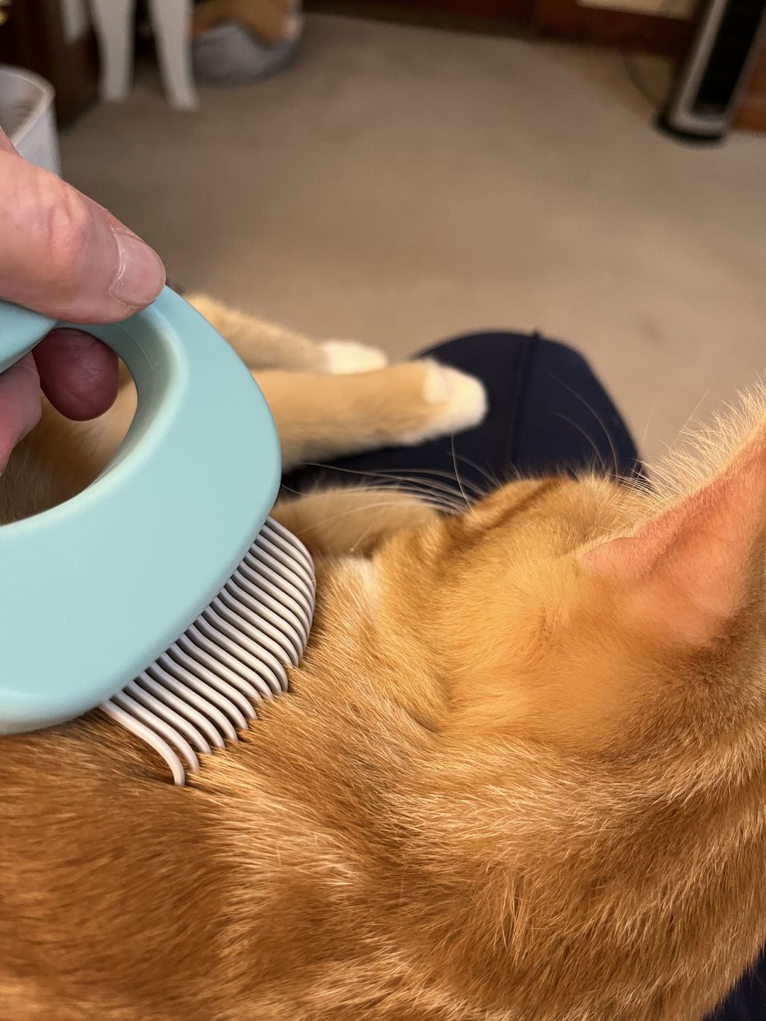 Customer photo review of Cat Hair Removal Massaging Shell Comb