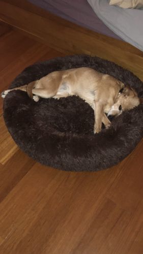Customer photo review of Puppery Kuschelbett - Das Original