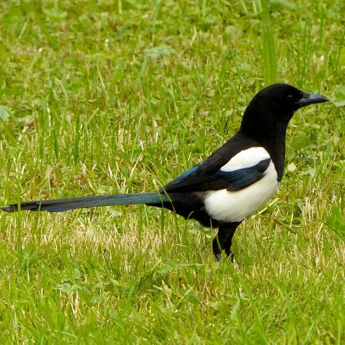 Customer photo review of T-shirt Japonais Coton