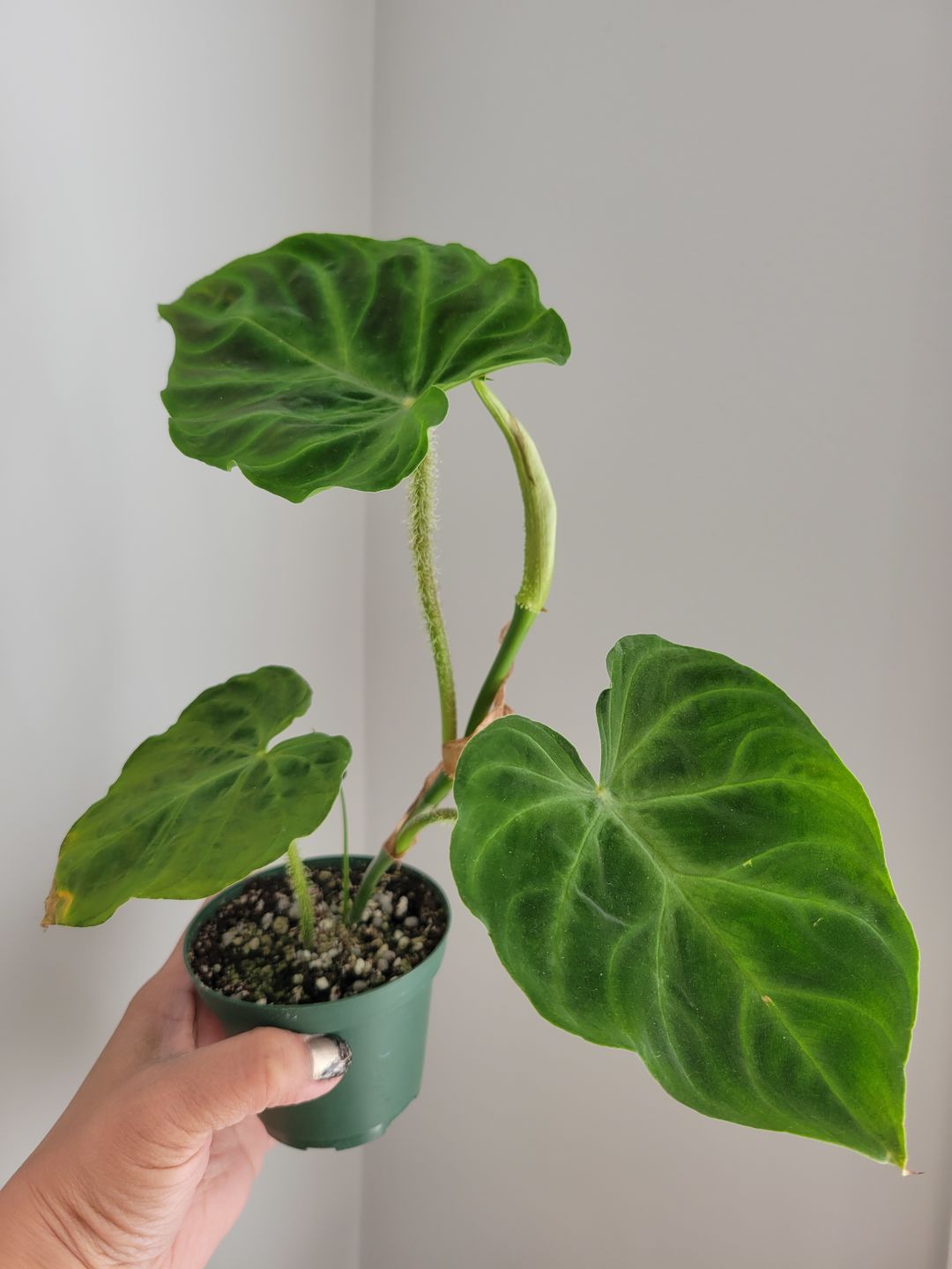 Customer photo review of 3" Philodendron verrucosum