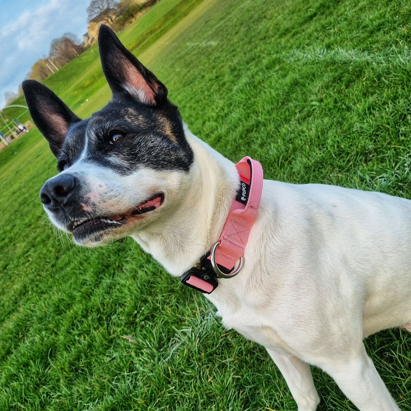 Customer photo review of PUPCO Performance collar with handle 4CM - Pink
